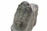 Small Eyed, Struveaspis Trilobite - Jorf, Morocco #235651-4